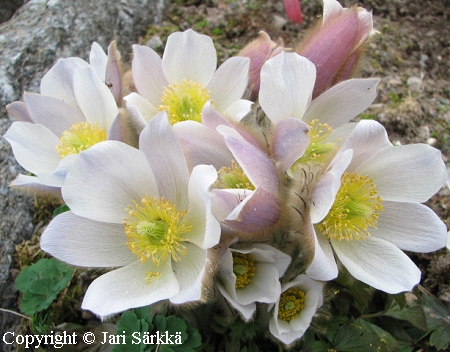 Pulsatilla vernalis, kangasvuokko